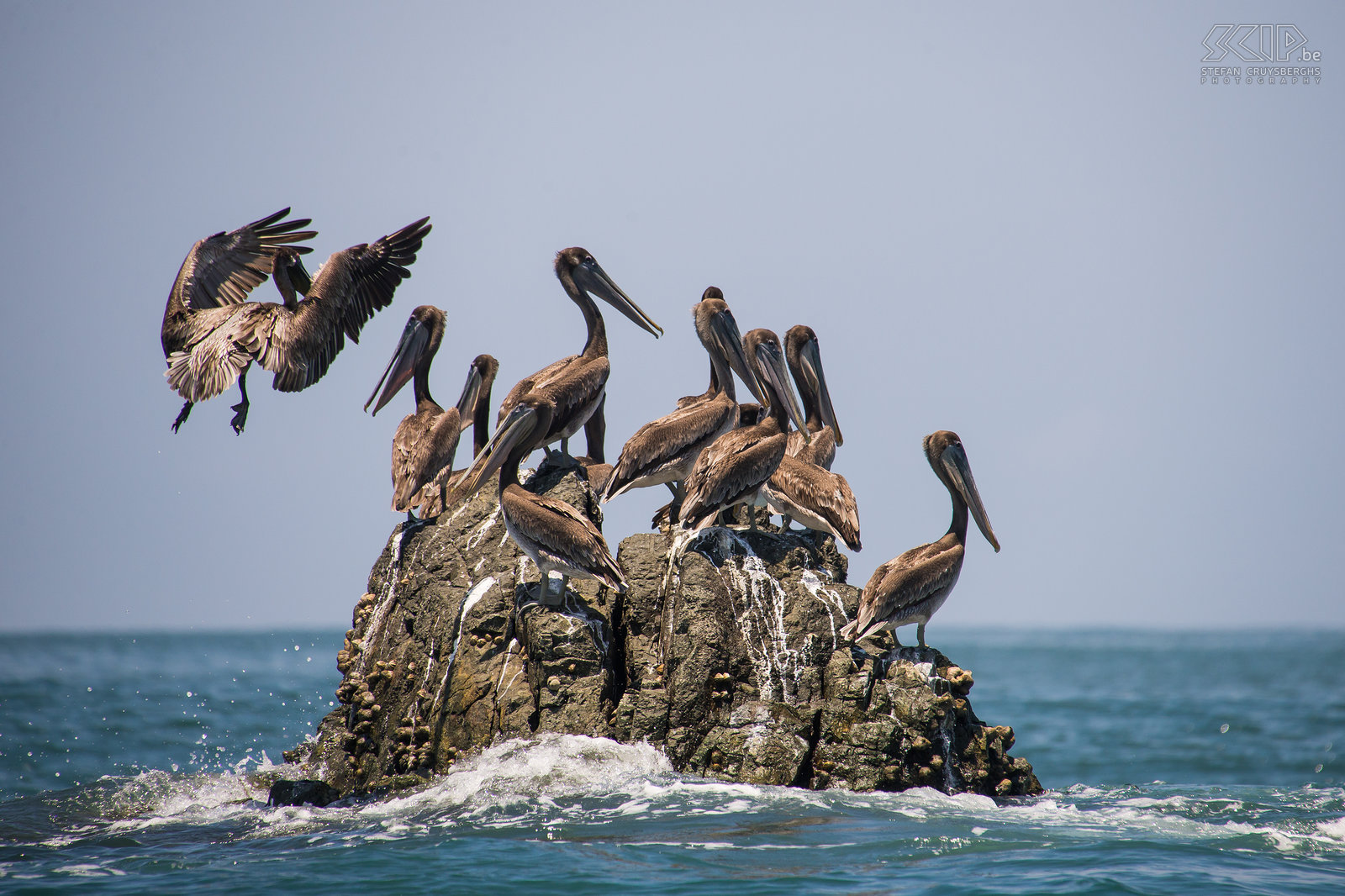 Bahia Drake - Bruine pelikanen Een groep bruine pelikanen op een rots nabij Drake Bay Stefan Cruysberghs
